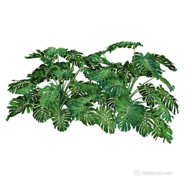 Lush Monstera Potted Plant With Large Perforated Leaves For Indoor Home Decoration 3d model 