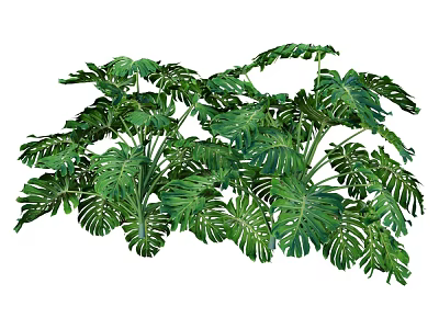 Lush Monstera Potted Plant With Large Perforated Leaves For Indoor Home Decoration 3d model
