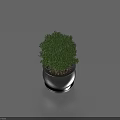 Bonsai Plant With Green Foliage In Silver Metallic Pot For Indoor Decor