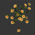 Blooming Yellow Daisies with Green Stems and Leaves on Dark Background