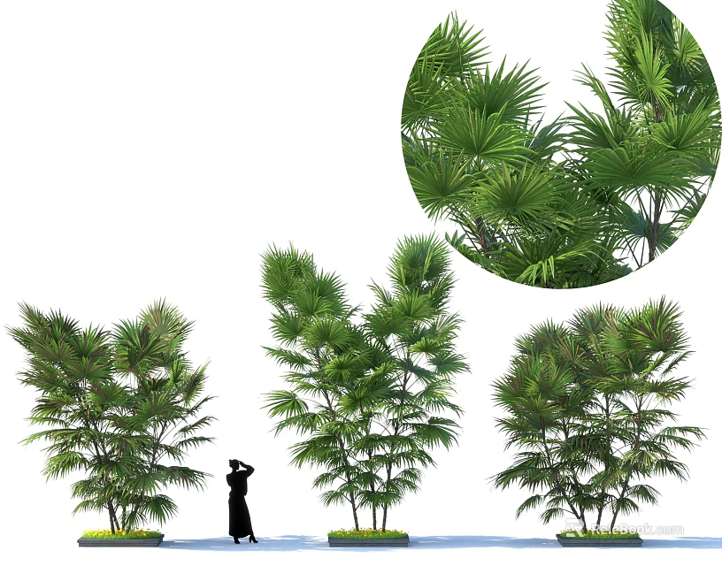 Various Types of Garden Shrubs With Lush Green Foliage and Human Silhouette 3d model 
