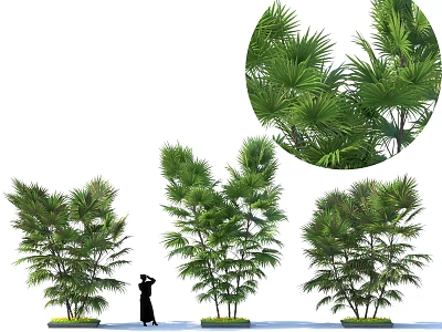 Various Types of Garden Shrubs With Lush Green Foliage and Human Silhouette 3d model