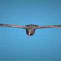Graceful Large Winged Flying Bird Soaring High In Clear Blue Sky