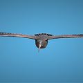 Modern bird cartoon eagle 3d model