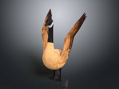 Canada Goose Standing With Spread Wings Brown Body Black Neck Gray Background 3d model