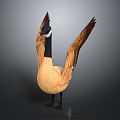Canada Goose Standing With Spread Wings Brown Body Black Neck Gray Background