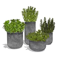 Various Green Herb Potted Plants in Gray Decorative Concrete Planters 3d model