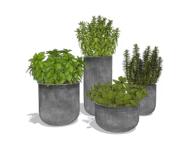 Various Green Herb Potted Plants in Gray Decorative Concrete Planters 3d model