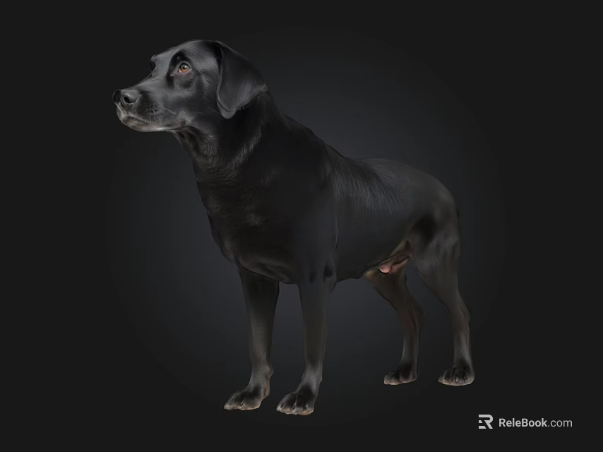 Black Labrador Retriever Standing On Dark Background In Studio View 3d model 