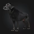 Black Labrador Retriever Standing On Dark Background In Studio View 3d model