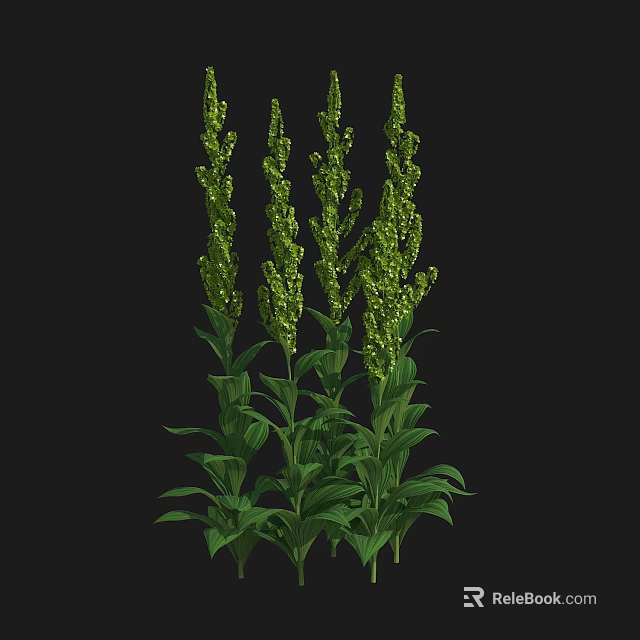 Green Leafy Plants With Tall Stems And Spike Flowers On Black Background 3d model 