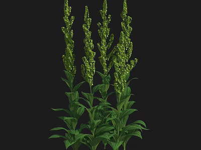 Green Leafy Plants With Tall Stems And Spike Flowers On Black Background 3d model