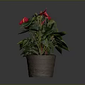 Indoor Anthurium Plant With Red Flowers Green Leaves In Brown Ceramic Pot