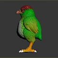 Colorful Bird with Red Head Green Body White Belly Orange Feet and White Claws