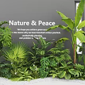 Indoor Tropical Plant Combination For Stylish Green Space With Nature And Peaceful Oasis