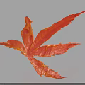 Red Maple Leaf With Vibrant Orange Color On Light Background And Shadow 3d model
