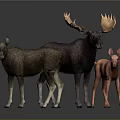 Three Moose Family Group with Adult and Young Standing on Dark Reflective Surface