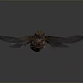 Cicada With Orange Black Body Patterns And Transparent Spread Wings 3d model