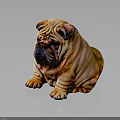 Shar Pei Dog With Wrinkled Skin Sitting On Dark Surface With Shiny Coat