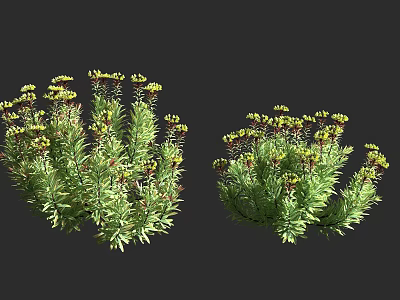 Two Vibrant Lush Shrubs With Green Foliage And Small Yellow Flowers 3d model