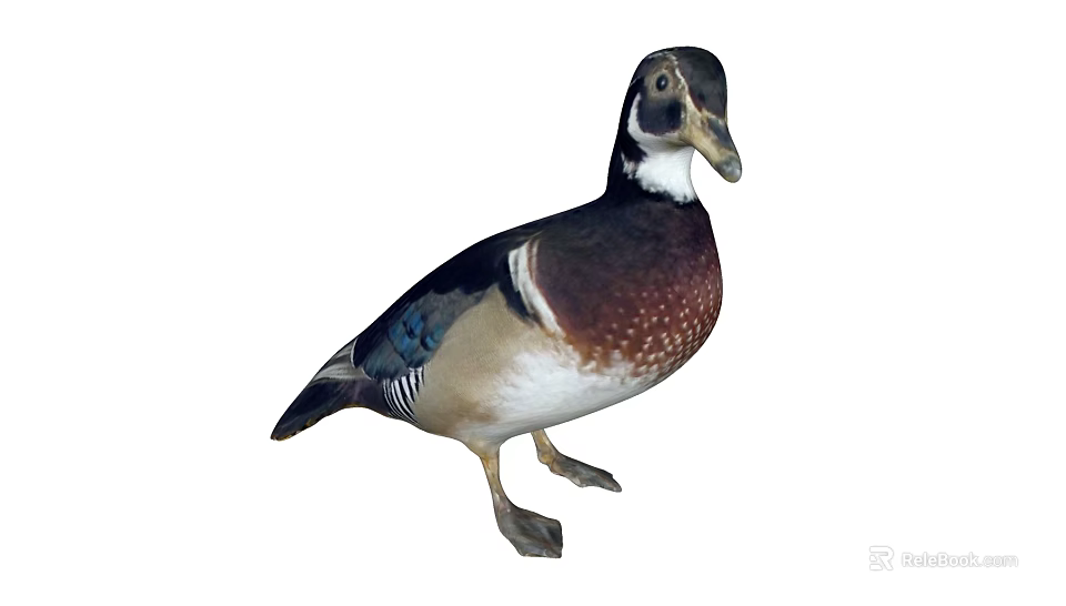 Wood Duck Colorful Plumage With Iridescent Head And Brown White Blue Body Standing Posture 3d model 