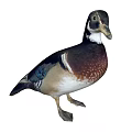 modern duck animal mandarin duck 3d model