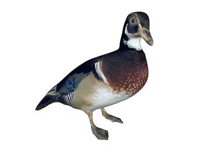 Wood Duck Colorful Plumage With Iridescent Head And Brown White Blue Body Standing Posture 3d model