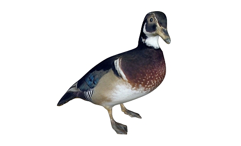 modern duck animal mandarin duck 3d model