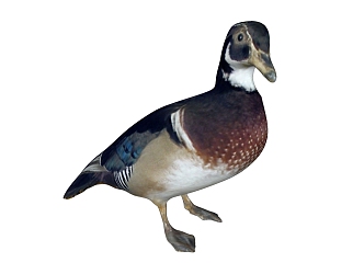 modern duck animal mandarin duck 3d model