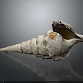 Natural Spiral Conch Shell With Grayish White Texture And Open Mouth 3d model