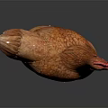 Brown Hen With Red Comb Feathered Body Standing On Dark Shiny Surface 3d model