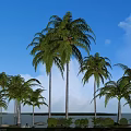 Tall Palm Trees Standing By Water Surface Under Blue Sky With White Clouds 3d model