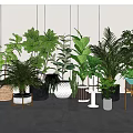 Indoor Bonsai Plants In Bright Room With Various Green Leaves And Decorative Planters