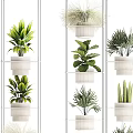 Indoor Potted Plants On White Multi Tiered Shelves With Diverse Green Foliage