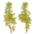 Tall Deciduous Trees With Vibrant Yellow Leaves And Fresh Fruits