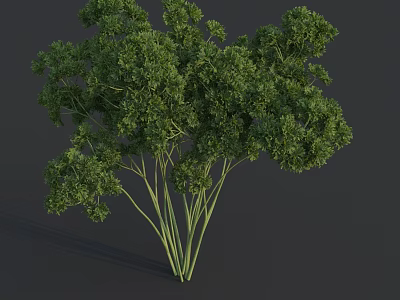 Fresh Parsley Bunch With Vibrant Green Leaves And Stems As Fresh Vegetable 3d model