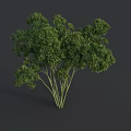 Fresh Parsley Bunch With Vibrant Green Leaves And Stems As Fresh Vegetable
