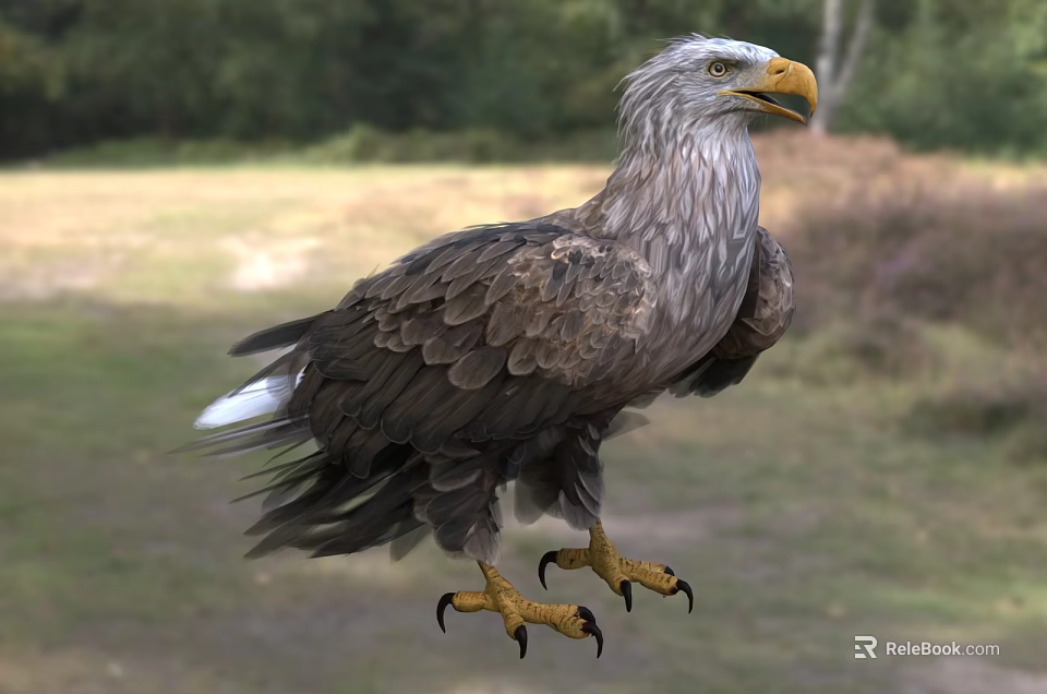 Eagle Standing On Grassland With Brown Feathers And Sharp Yellow Talons 3d model 