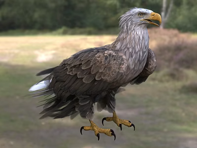 Eagle Standing On Grassland With Brown Feathers And Sharp Yellow Talons 3d model