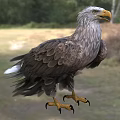 Eagle Standing On Grassland With Brown Feathers And Sharp Yellow Talons 3d model