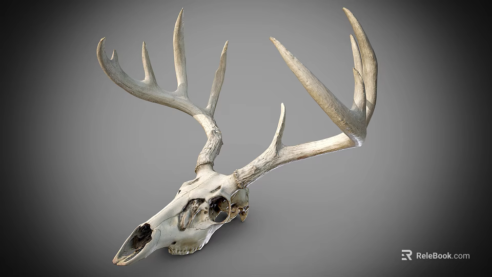 Detailed White Deer Skull With Large Antlers On Gray Background 3d model 