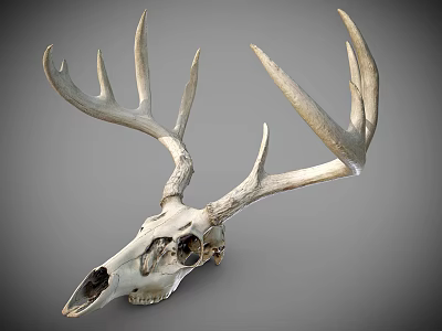 Detailed White Deer Skull With Large Antlers On Gray Background 3d model