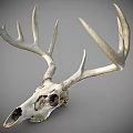 Detailed White Deer Skull With Large Antlers On Gray Background