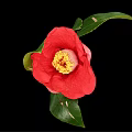 Beautiful Vibrant Red Camellia Flower With Bright Petals Yellow Center And Green Leaves On Branch