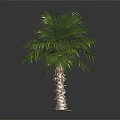 Lush Green Palm Tree With Long Fronds And Brown Trunk In Dark Background