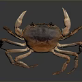 Orange Brown Crab With Claws And Legs On Dark Reflective Background