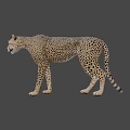 Cheetah With Spotted Fur Standing In Side Profile Against Dark Background 3d model
