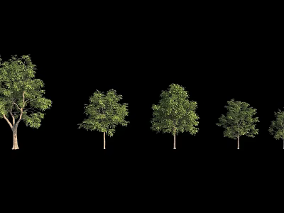 Arbor Trees With Various Sizes And Lush Green Foliage Arranged In A Row 3d model