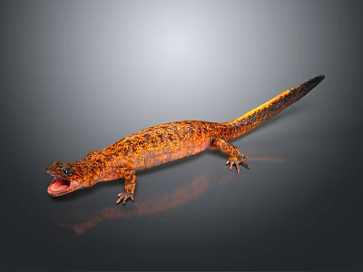 Orange And Black Patterned Salamander With Open Mouth And Long Tail On Black Surface 3d model