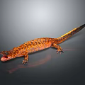 Orange And Black Patterned Salamander With Open Mouth And Long Tail On Black Surface